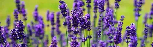 Wat is nu het verschil tussen Warmies® en Habibi® magnetronknuffels?